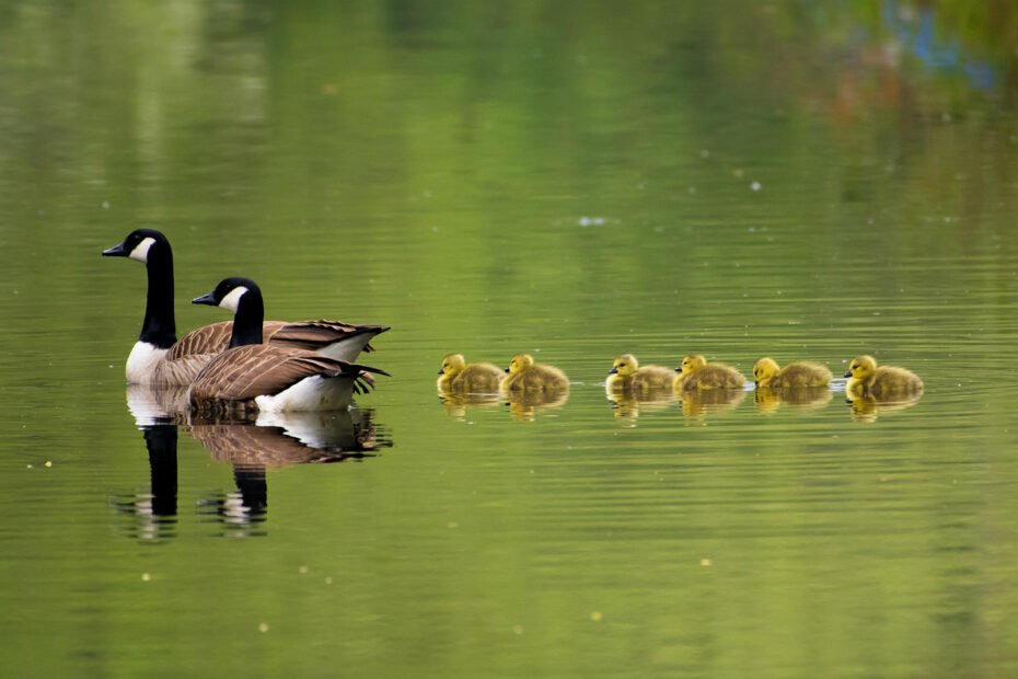 Young goslings follow their parents