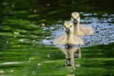 Young goslings on the water